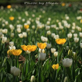 兴庆宫，郁金香。