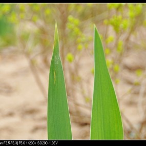 上几张美丽的艳花