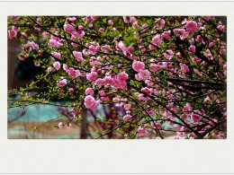 《习 拍》春 花