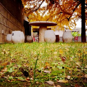 感受最美千年银杏