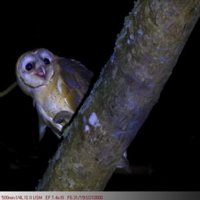 仓鸮（弱光、高感、低速）记录板
