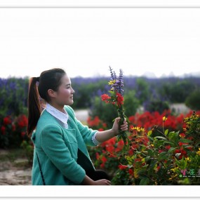 窑店，那片摇曳的花海