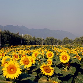 环山路的向日葵