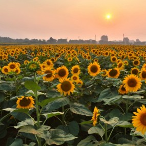 楼观花季醉南山