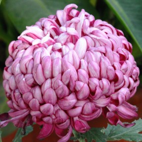 晚秋（二）特色菊花