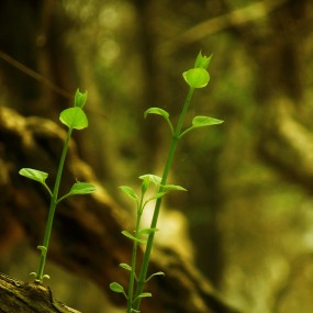 也搞个交通大学樱花祭及兴庆公园郁金香展续集