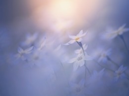 In the pale light by Takashi Suzuki