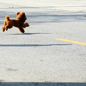 天高任雕飞，地广有狗。。。。。。哈哈