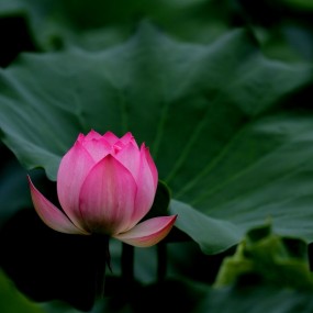 西安丰庆公园的荷花