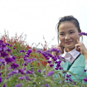 窑店~那一片摇曳的花海(蓄)