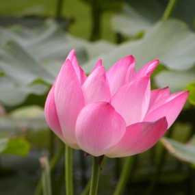 西安市城市运动公园之荷花飘香