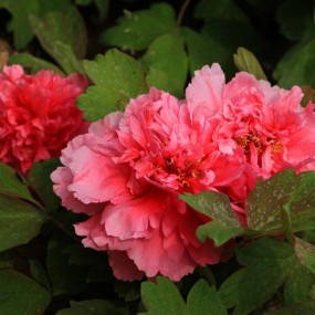 长安牡丹香飘万里