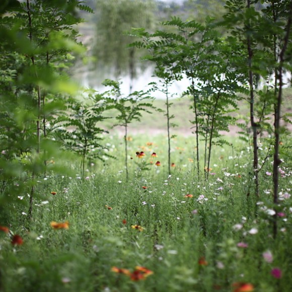 西安这两天下点儿小雨，小草、小花努力生长（西安浐灞）。