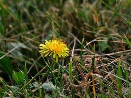 秋日小花花“美丽月见草”