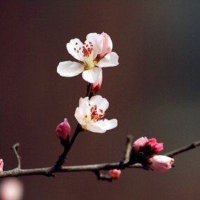 迎春花与山桃花