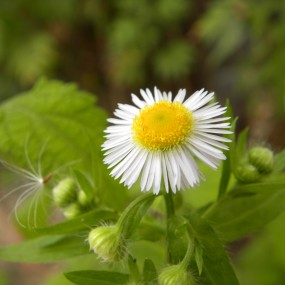 野花飘香（一）