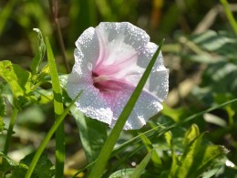 原来这是---打碗花