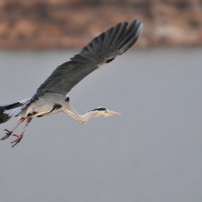 拍苍鹭起飞过程