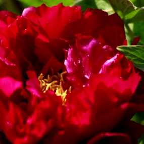 春风拂面露华浓、红润娇艳露香凝