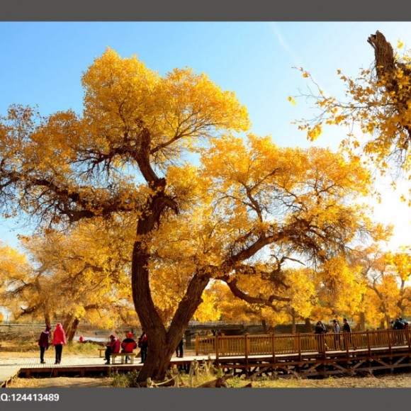 中国最美的树林！