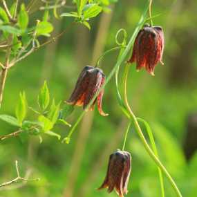 长白山野生贝母和细辛