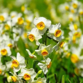 中国十大名花欣赏，大开眼界！