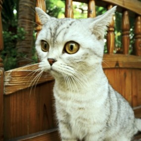 小豆坨的丛林探险记