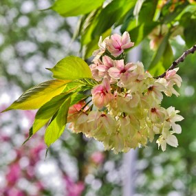 高新二路观赏绿樱花