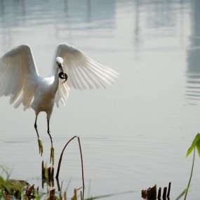 碰巧，初次打鸟