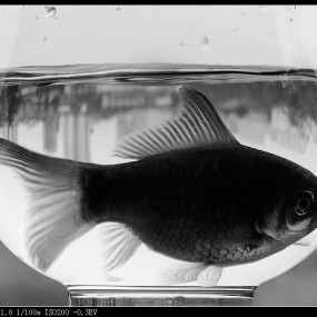 一只没有大海的鱼