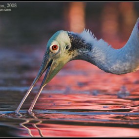 Judd Patterson　野生动物摄影