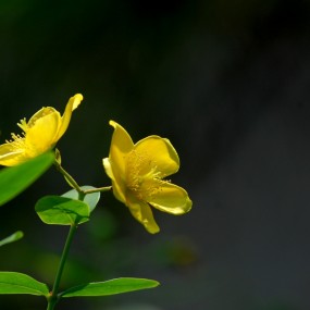尼康80-400VR拍下的花，鸟一组