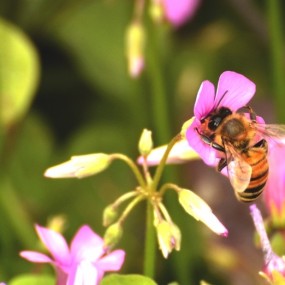 闲来无事拍花草