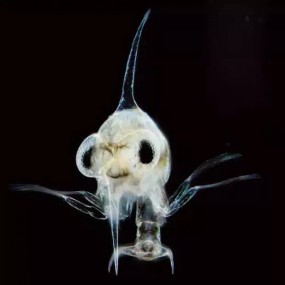 世界上最美的透明生物！美到爆！