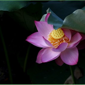 画质很好的美丽荷花