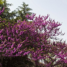 又到樱花盛开时