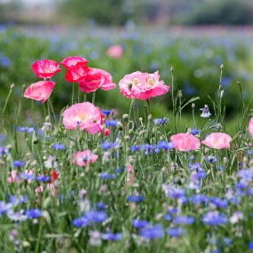 仰天微笑    竞相开放