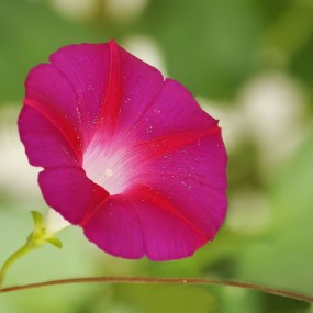 牵牛花（紫红色）