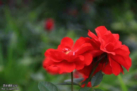 随拍的几张，献丑一下