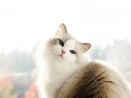 网友家的这只女神级的布偶猫，真是美若天仙，感受一下...