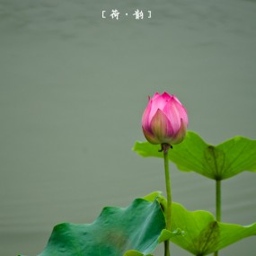 这是我目前为止感觉最好的荷花作品，附拍摄笔记，请大家斧正。——『荷 韵』