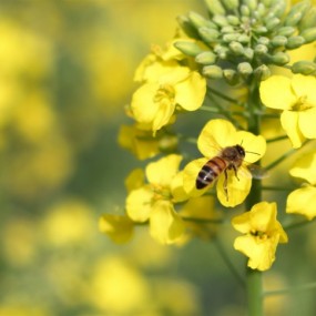 菜花香,蜜蜂忙