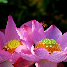 【映日荷花别样红】