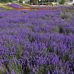 中国的普罗旺斯----薰衣草