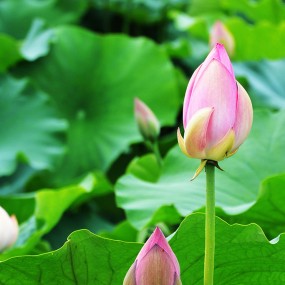 曲江池里荷花妍