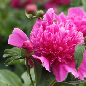 大明宫芍药花（三）