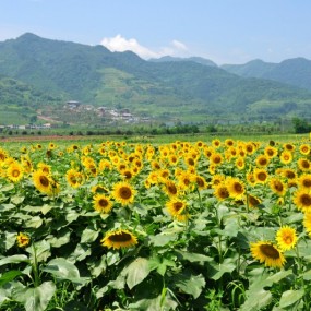 六月下旬在楼观台拍的向日葵