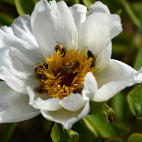 沣东农博园——蜜蜂戏牡丹