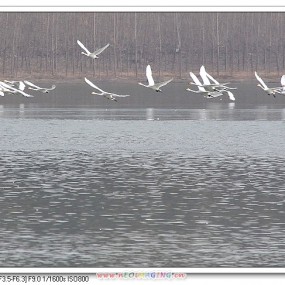 黄河湿地上的白天鹅