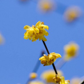 丰庆公园腊梅花